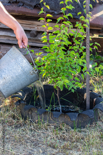 Watering a small cherry tree in the garden from a metal bucket, farm rural life. Farmer watering fruit tree