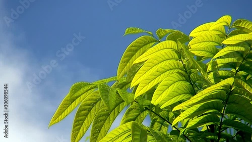 Mahoganny treen canopy with blue sky, Philippines