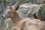 ibex in a zoo in berlin (germany) 