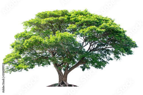 Jamjuree is on a separate white background Small leaves fall into the fertilizer.
