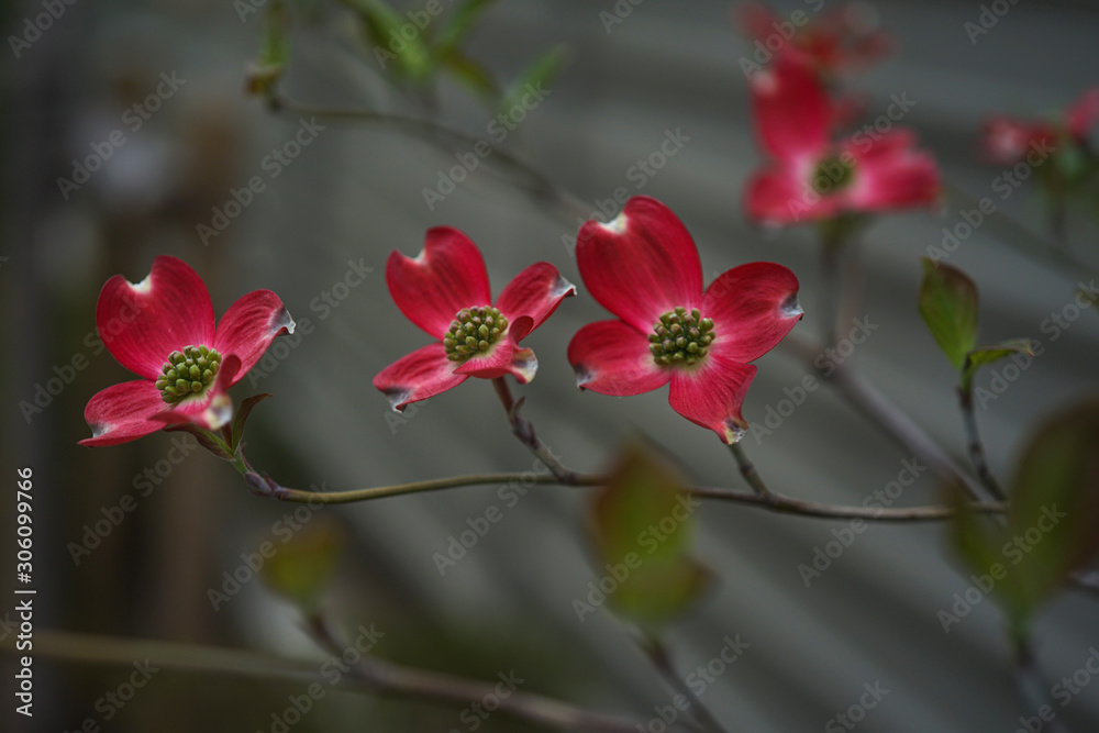 Fototapeta premium 赤な木