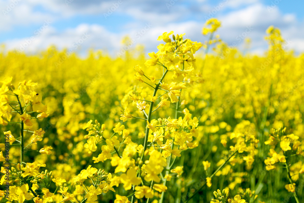 Blooming rapeseed field of Ukraine against the blue sky with clouds Blooming rapeseed field of Ukraine against the blue sky with clouds