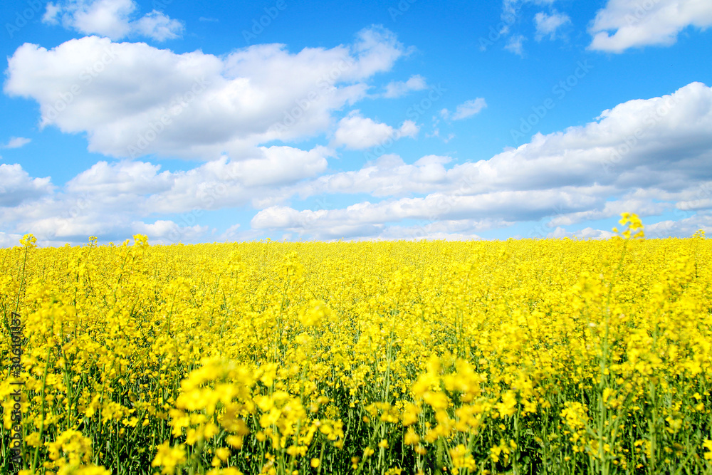 Blooming rapeseed field of Ukraine against the blue sky with clouds Blooming rapeseed field of Ukraine against the blue sky with clouds