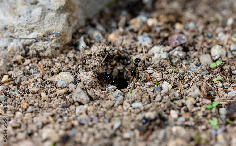 Anthill and ants running, macro shot. Horizontal photo Anthill and ants running, macro shot. Horizontal photo