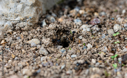 Anthill and ants running, macro shot. Horizontal photo