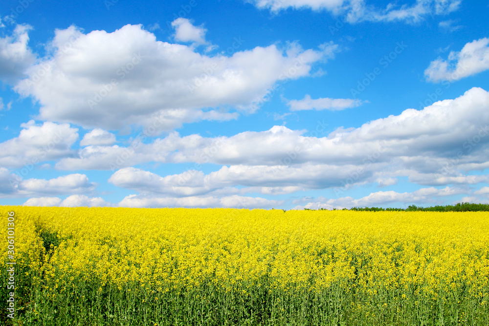 Blooming rapeseed field of Ukraine against the blue sky with clouds