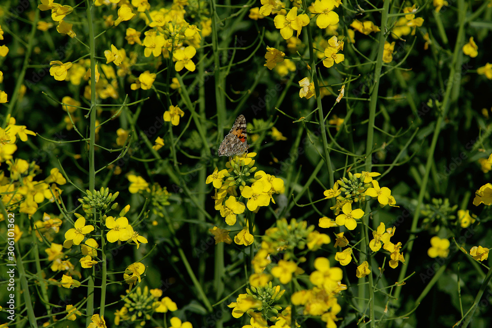 Fototapeta premium Blooming rapeseed field with Nymphalis butterfly