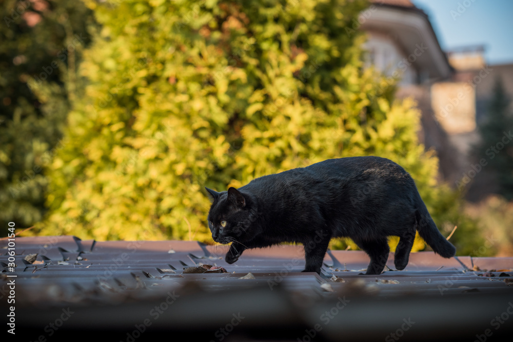 Black cat walking outdoor, life of pets Black cat walking outdoor, life of pets
