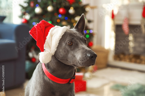 Cute dog with Santa hat in room decorated for Christmas