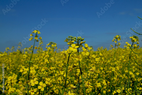 Blooming rapeseed field against a clean blue sky