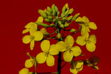 Flowers and buds of a rape on a claret background close up