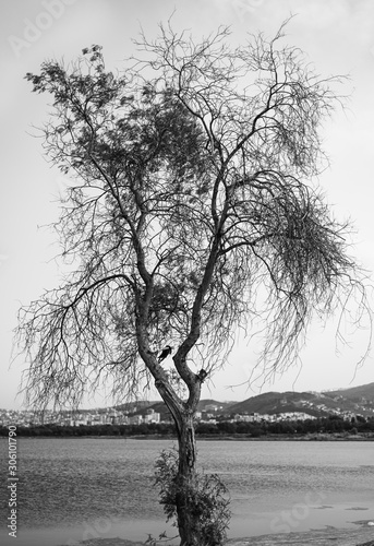Photo of tree by the sea, Izmir skyline in the background, black and white la...