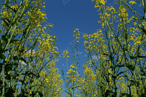 Blooming rapeseed field against a clean blue sky