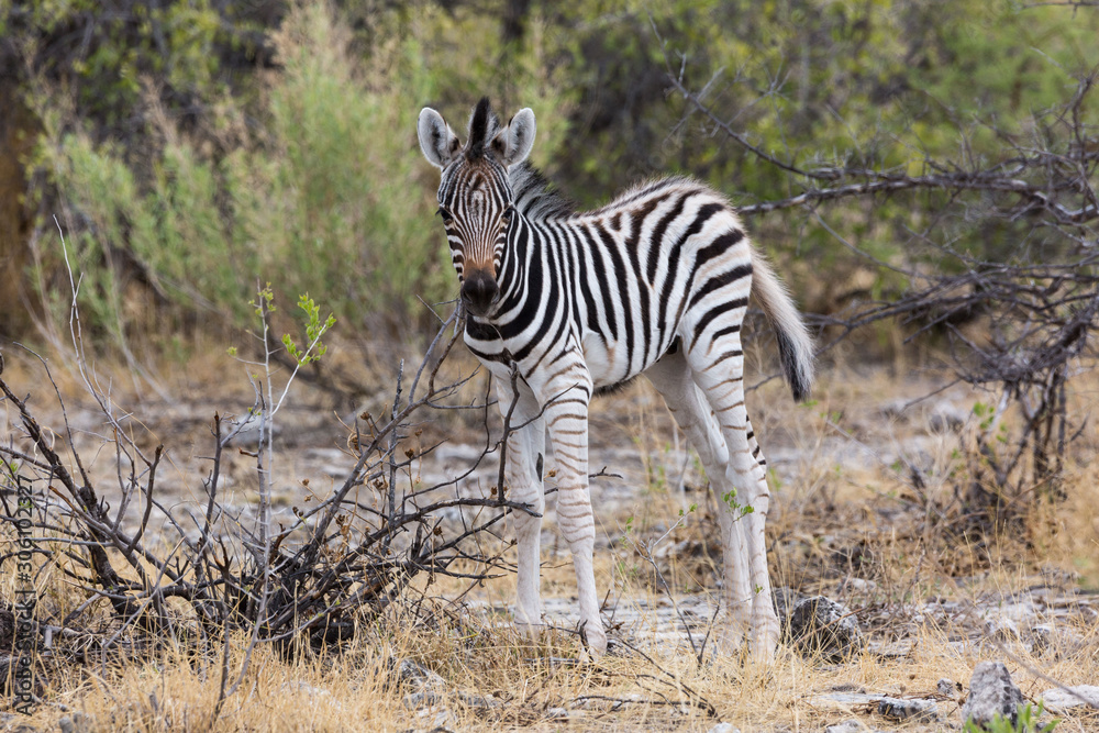 Obraz premium Little baby zebra standing alone in the bush, Etosha, Namibia, Africa