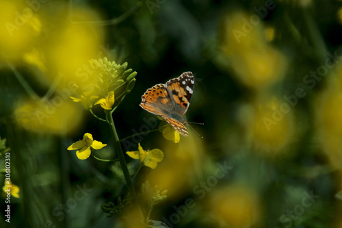 Blooming rapeseed field with Nymphalis butterfly © Svitlana