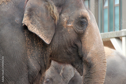 Photography elephant in a zoo in berlin (germany)
