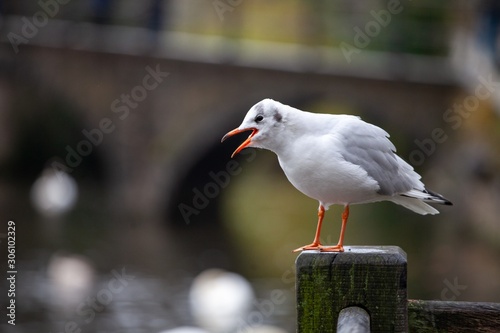 seaull sitting on dock in front of lake of love in bruges, belgium photo