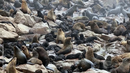 cape cross namibia colony of sealions