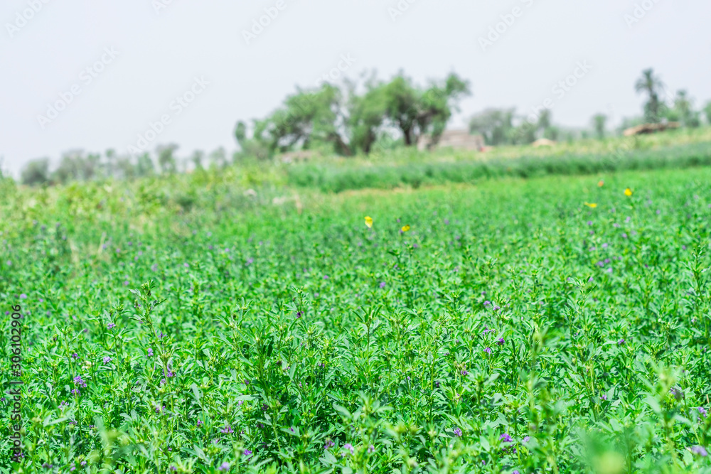 irrigation canal in Asia and lots of greenery and tall grass on a green land irrigation canal in Asia and lots of greenery and tall grass on a green land