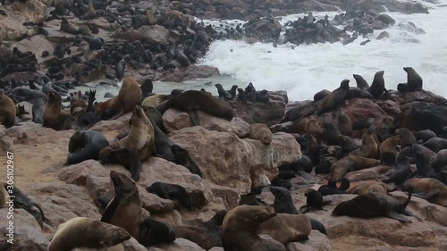 cape cross namibia colony of sealions