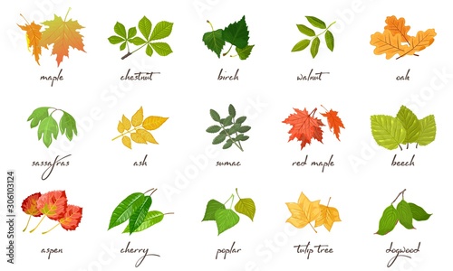 Big vector set with yellow, red, green leaves of different trees and shrubs maple, chestnut, birch, walnut, ash, sumac, beech, aspen, cherry, poplar, tulip oak sassafras dogwood Lettering