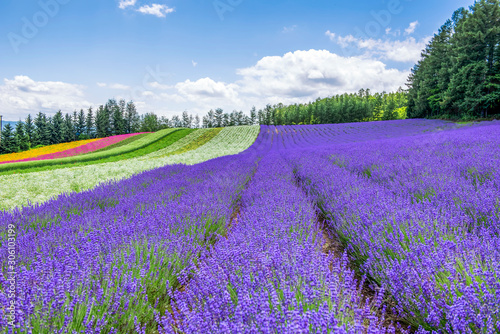 Colourful flower garden at Tomita farm in Summet, Hokkaido, Japan