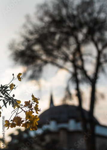 Yellow flowers in the foreground. Tree in the background and silhouette of mo...
