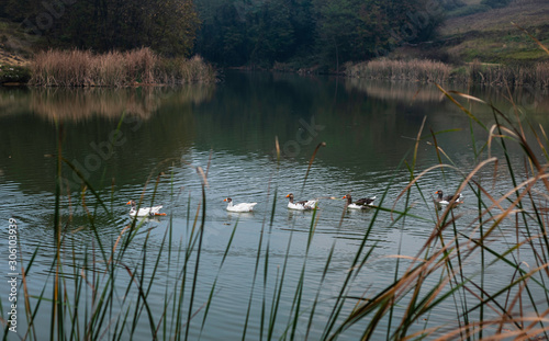 Reflection of trees in the water. Flock of ducks floating on a small lake.