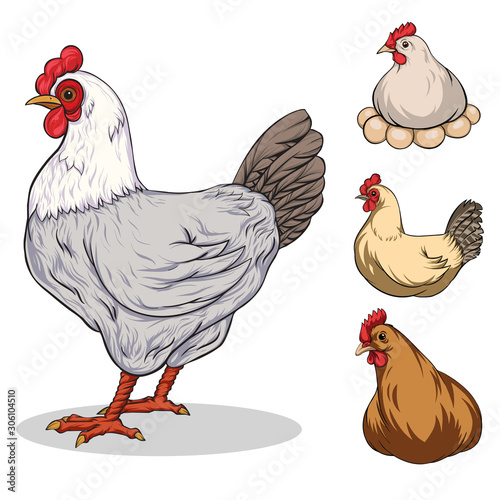 Set of colorful vector illustrations of chicken. Domestic fowl with transparent background