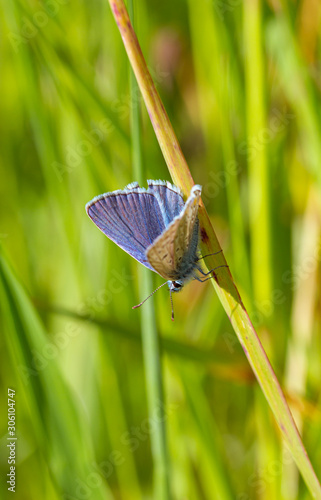 Macro of a common blue (polyommatus icarus) butterfly on a blade of grass with blurred bokeh background; pesticide free environmental protection biodiversity concept; photo