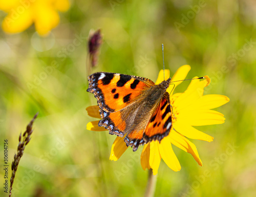 Macro of a small tortoiseshell (aglais urticae) butterfly on a arnica montana blossom with blurred bokeh background; complementary medicine healing through medicical plants concept