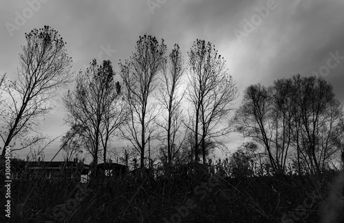 Trees in the mist rise to the sky. Black and white silhouettes of trees. Dram...