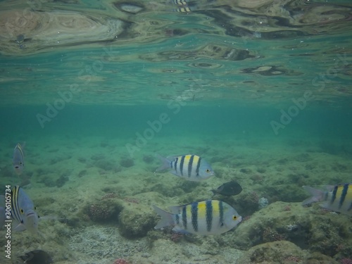 Beautiful tropical fish, Marsa Alam, Egypt