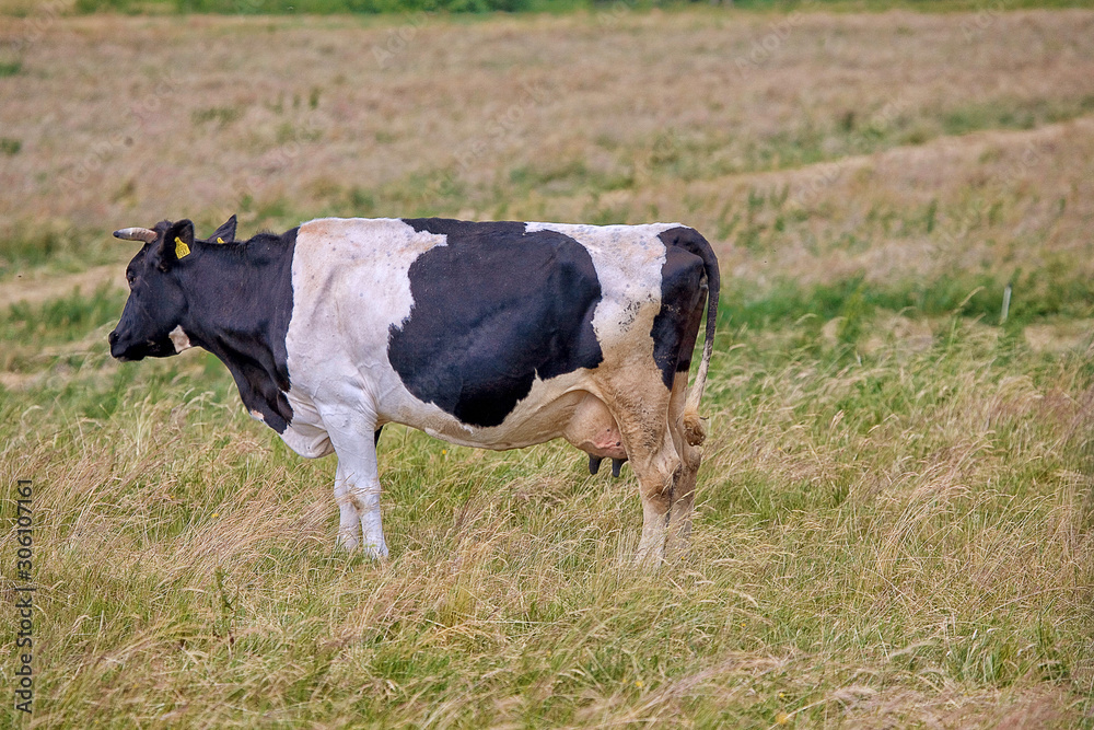 black and white cow on a green pasture on a warm summer day black and white cow on a green pasture on a warm summer day