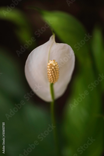 White flower of Bog Arum or Calla palustris close-up, selective focus, shallow