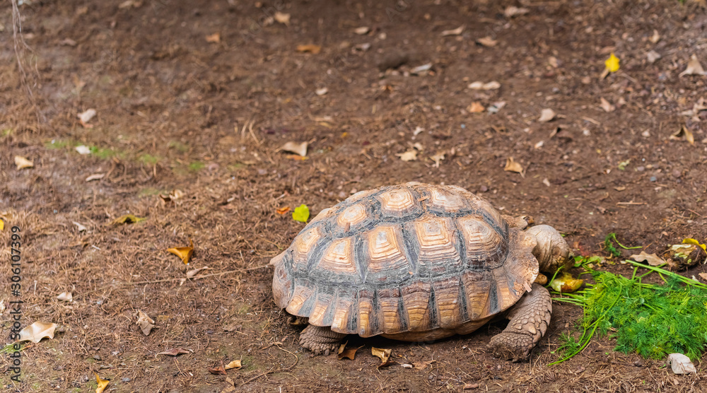 African turtle feeding on greenery in open field.