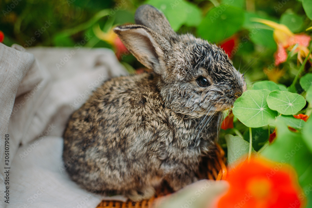 Fototapeta premium Little rabbit on green grass in summer day. Little dwarf rabbit sitting near flowers.
