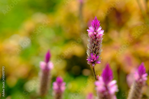 celosia argentea L. flower with dreamy background