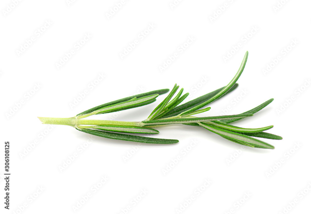 Rosemary, Rosemary Twig and Leaves isolated on white Background