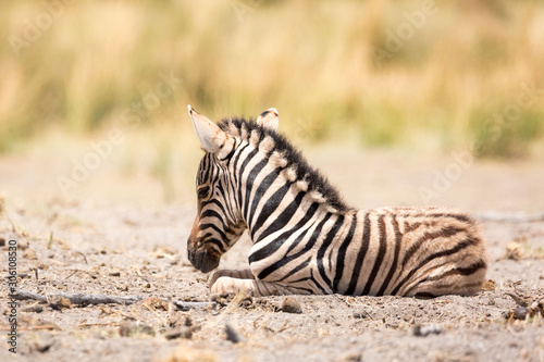 Close up of a cute baby zebra, Etosha, Namibia, Africa
