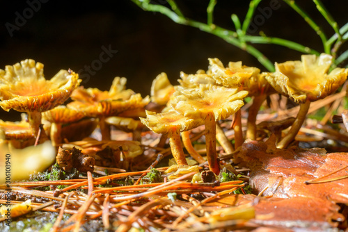 mushrooms on stomp © Nace Zavrl nacfoto