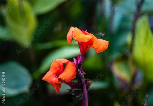 Bee is collecting pollen from red tropical flower.