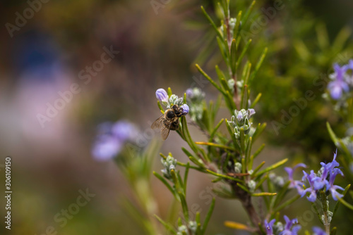 Honeybee going through a rosemary flower
