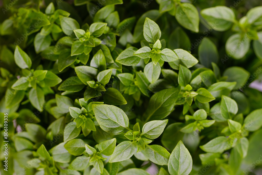 Bright green plant with small leaves in a pot in the interior. Bright green plant with small leaves in a pot in the interior.