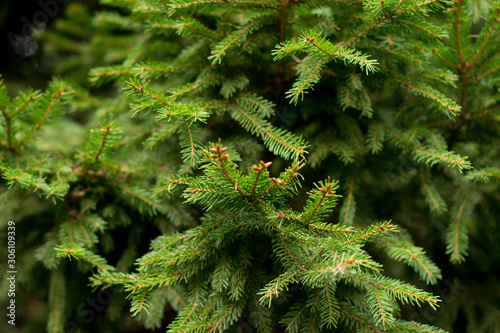 Close up green spruce tree branches