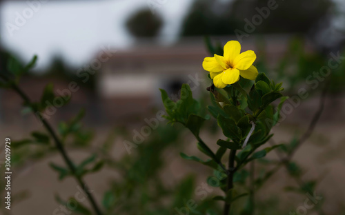 Yellow Damiana blossom and green background.