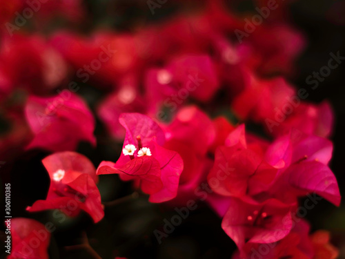 Red Bougainvillea flowers in Tenerife. Floral background.