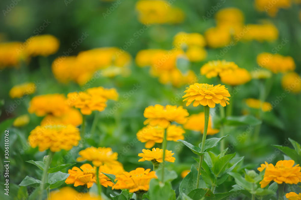 yellow flowers gardening bloom in spring time yellow flowers gardening bloom in spring time