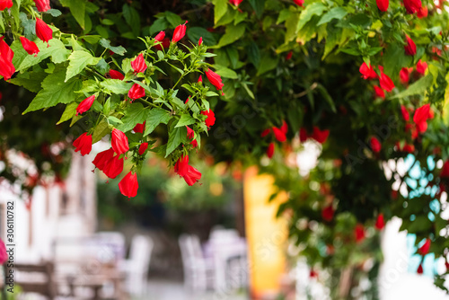 Close-up image of red bell flower. Teos Kaleiçi streets are decorated with fl...