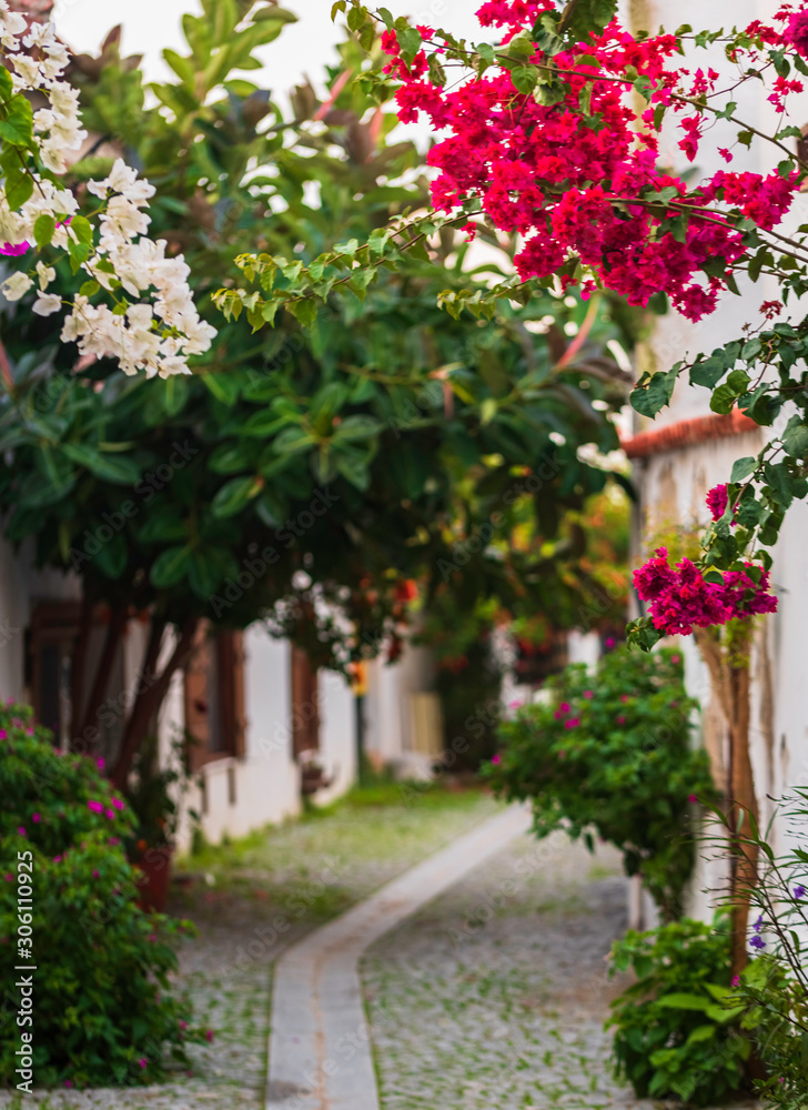 Red bell flower. Teos Kaleici streets. Streets of Sigacik decorated with flowers.